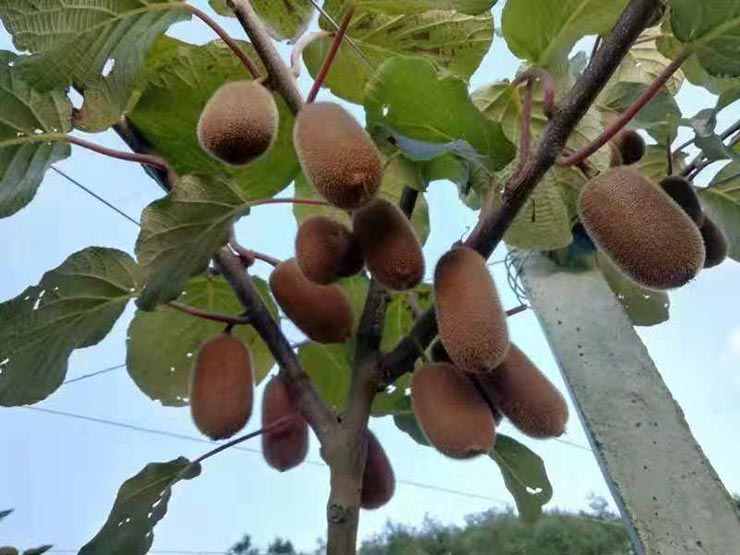 Z6·尊龙「中国区」官方网站